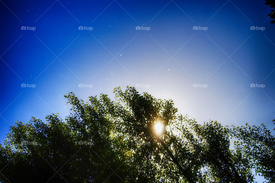 Dandelion pollen. pollen tree