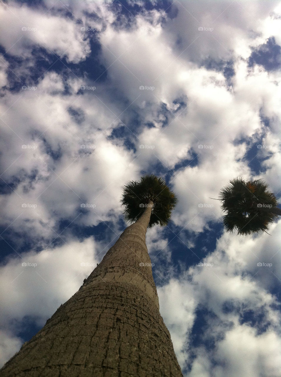 sky clouds and palms by emmanuelgr