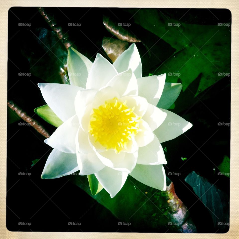 Water lily close up from above . Water lily in full bloom 