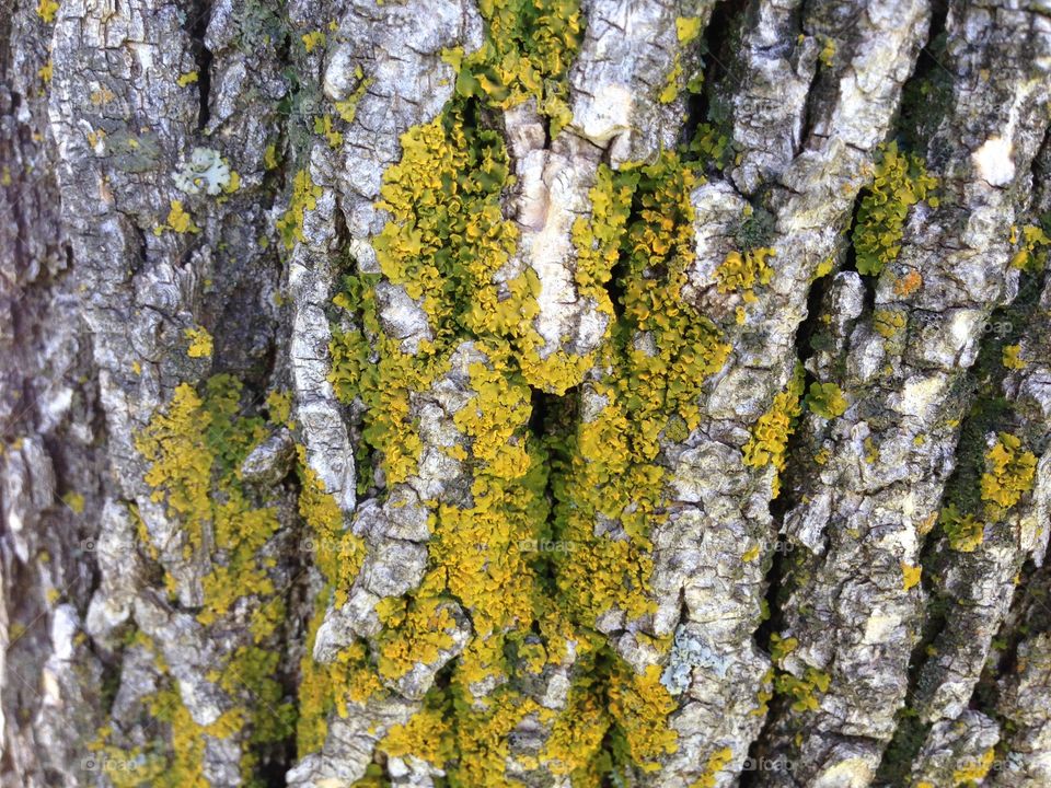 Mossy . Miss on a Russian elm