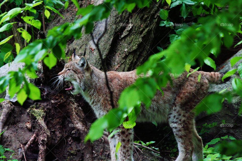 "Hunting is soooo boeing!" Something you don't see every day - a yawning lynx!