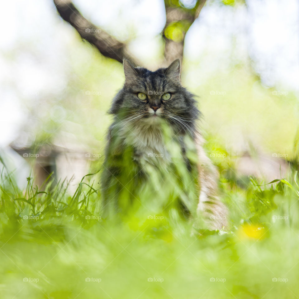 cat in the garden