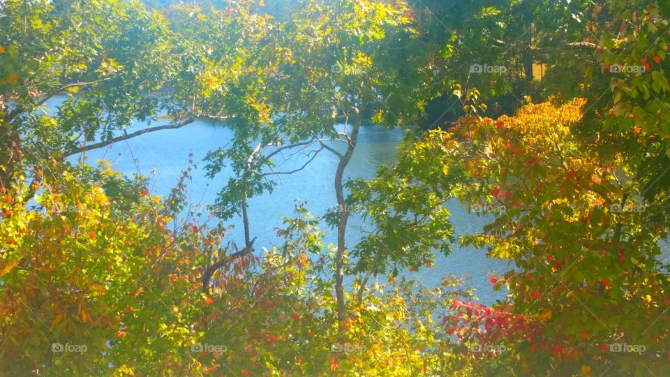 Lake In Fall