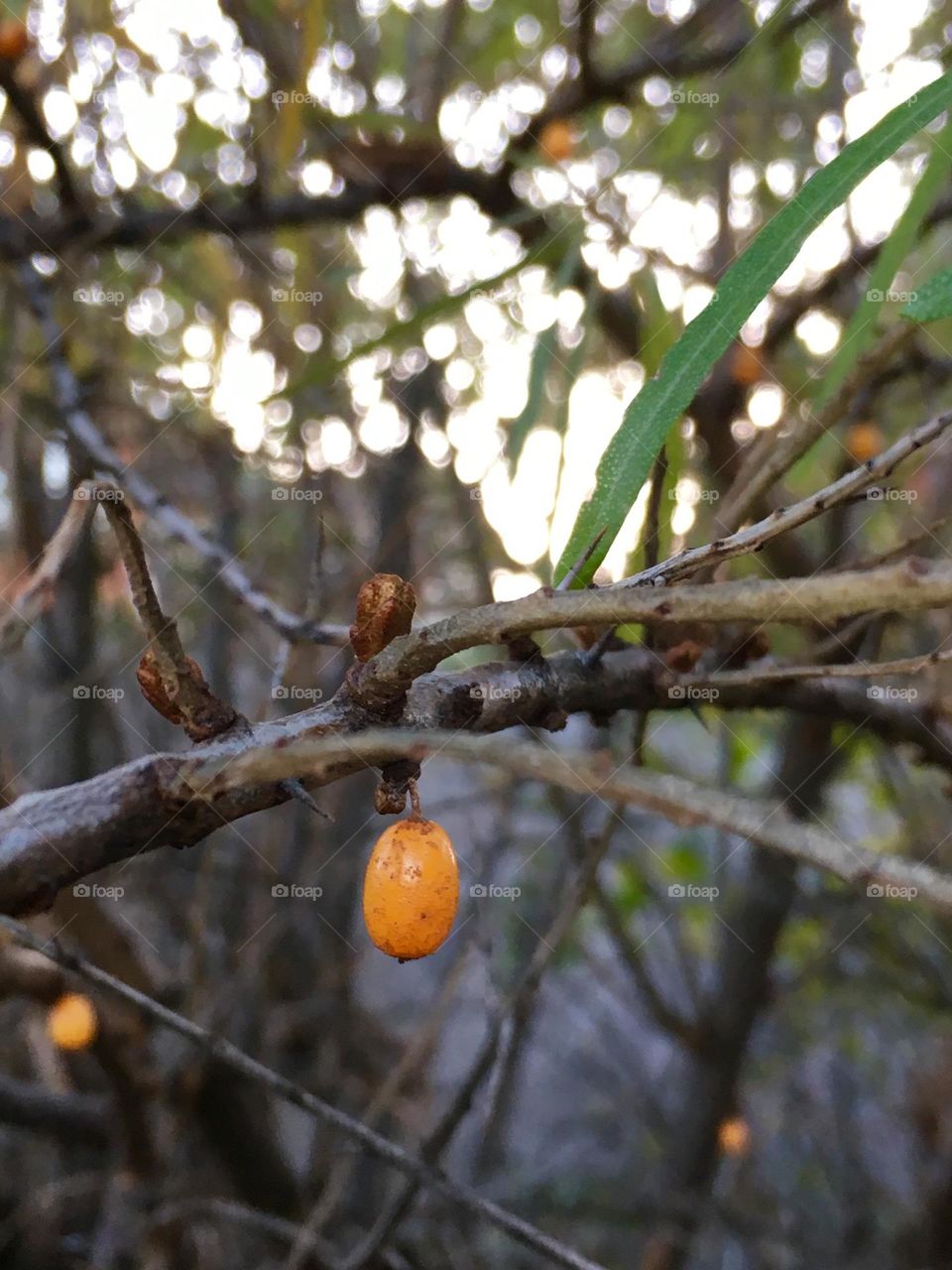 Sea buckthorn 