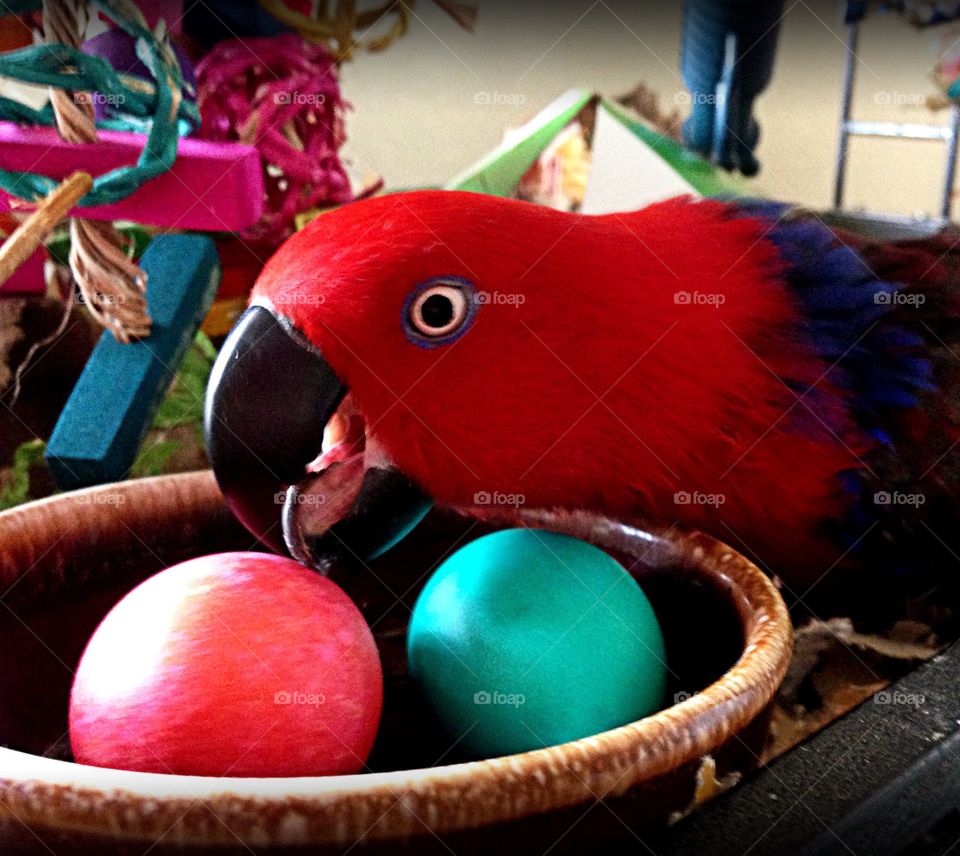 Parrot and eggs
