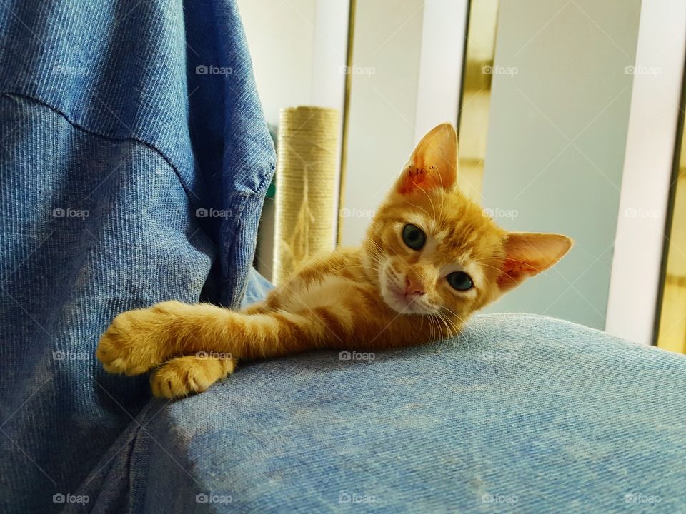 cute orange kitten posing on the couch