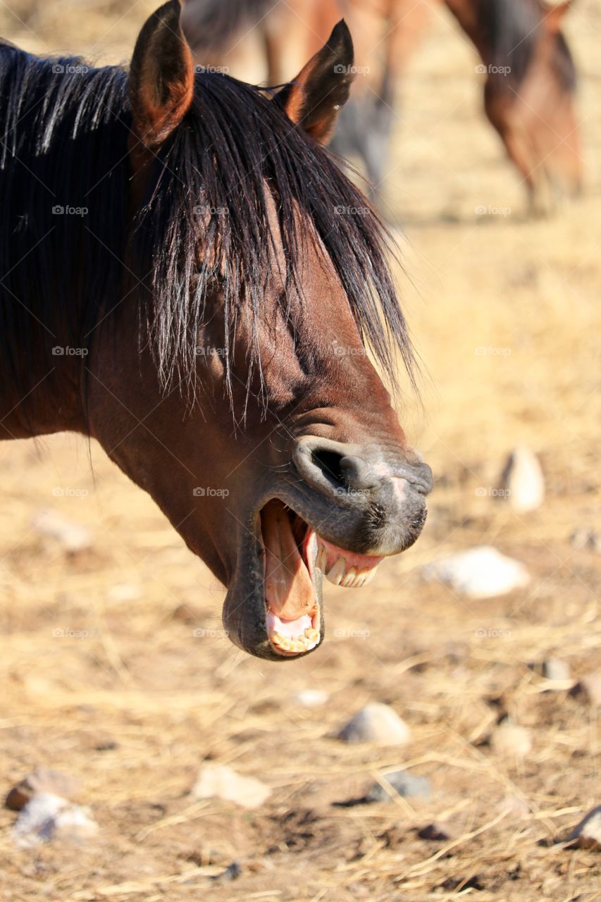 Big yawn from a wild American Mustang horse