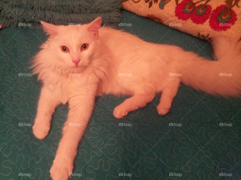 Turkish angora cat
