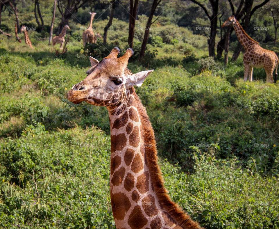 Portrait of a giraffe 