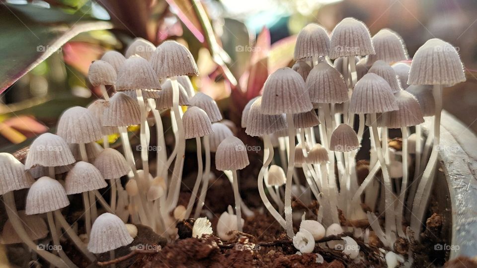 Coprinellus disseminatus