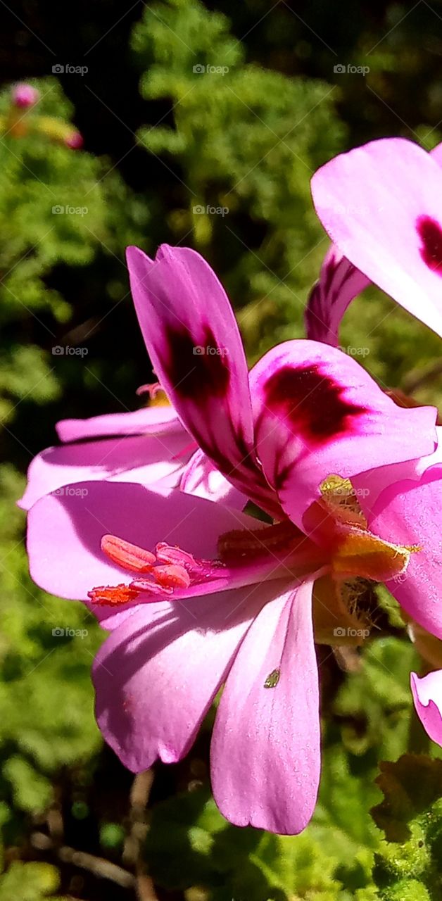 pink flowers