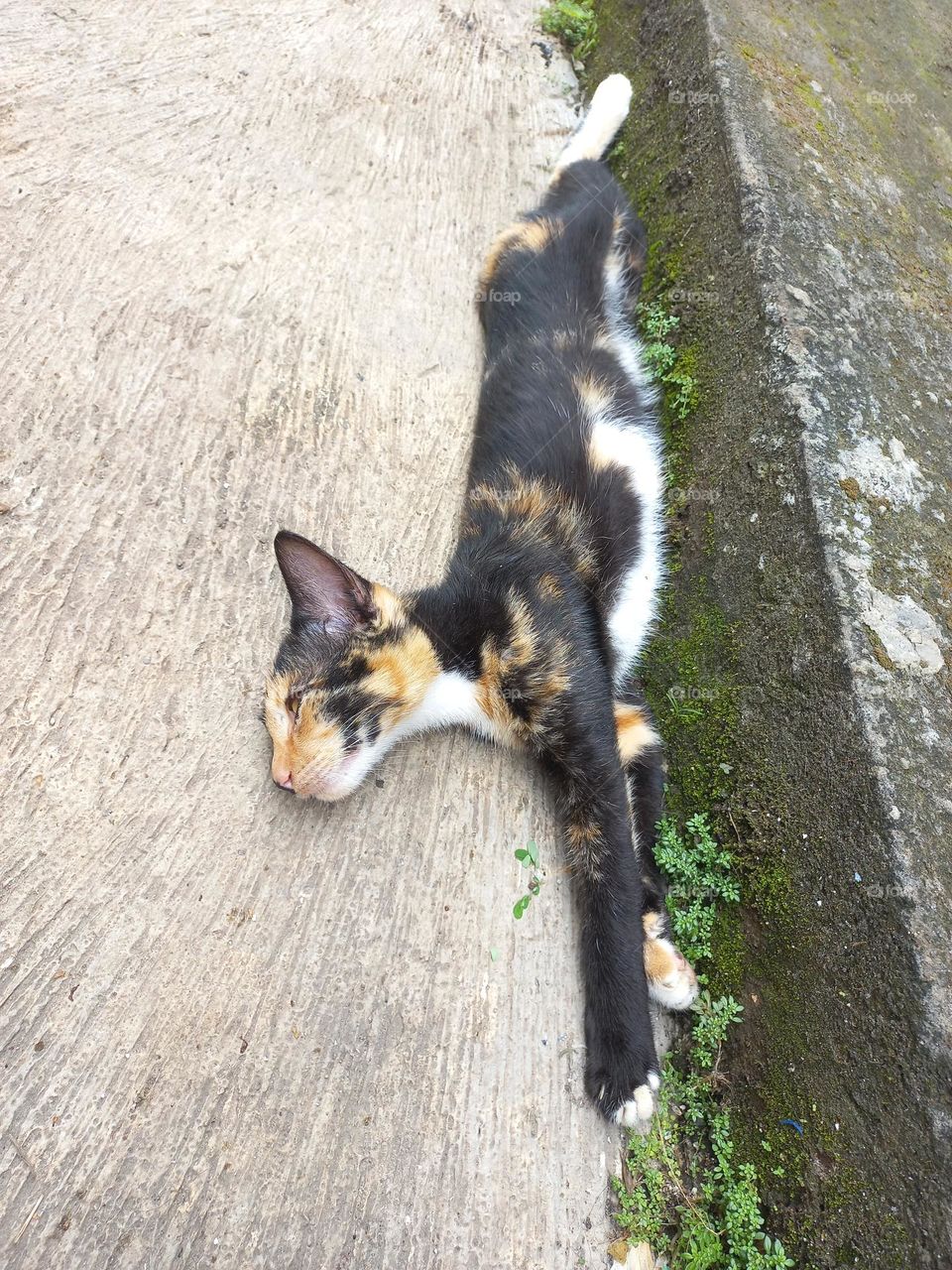 Striped cat with three beautiful colors