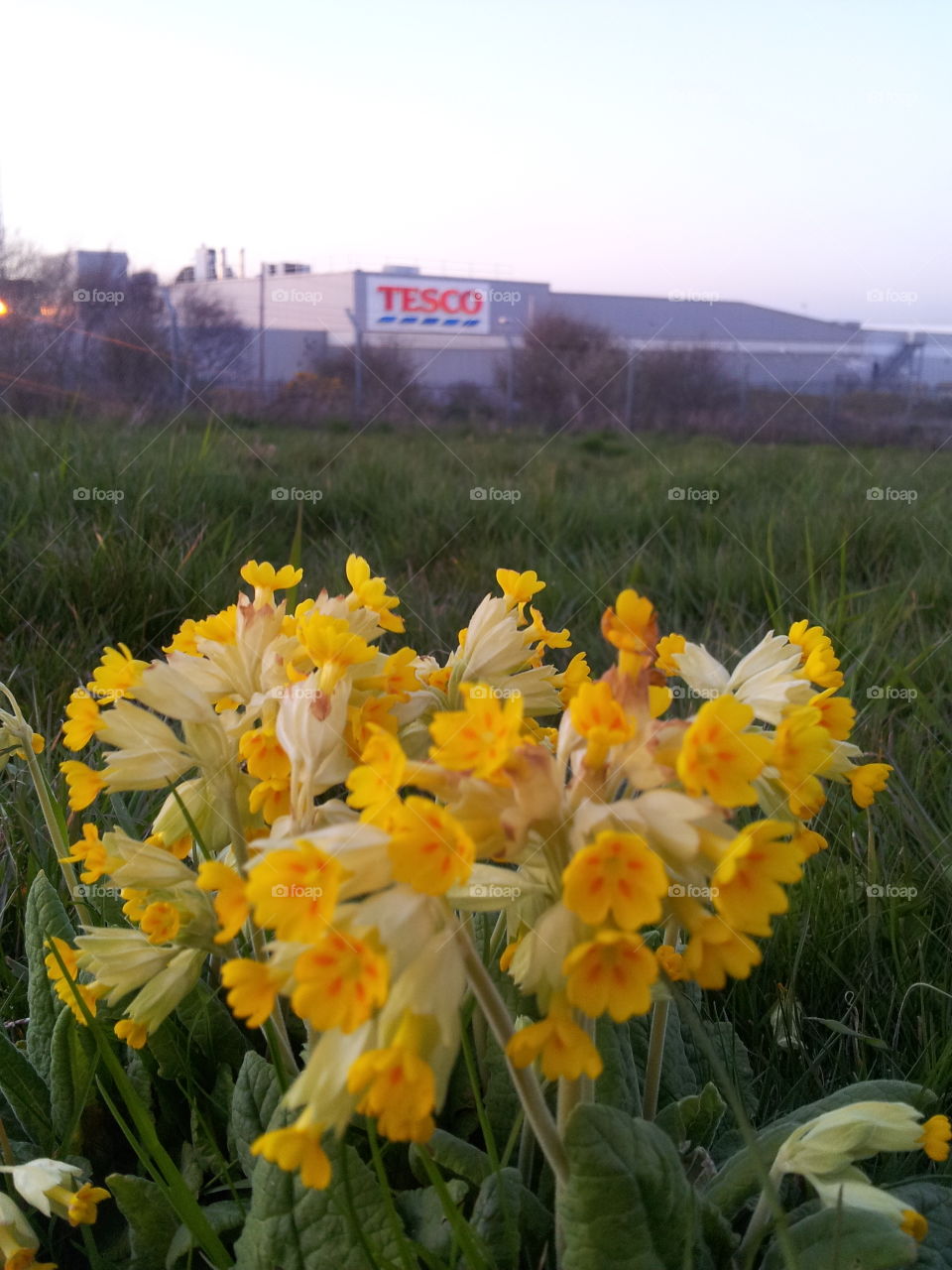 Flower, Flora, Nature, Field, Summer