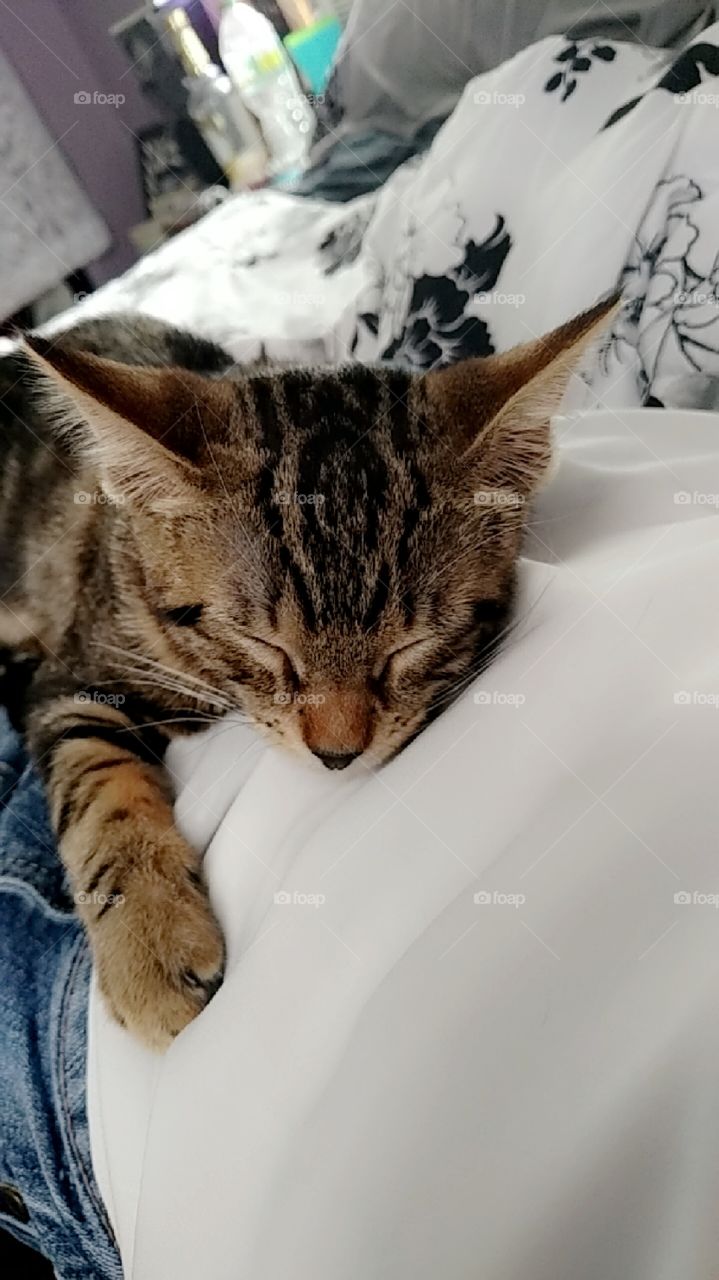 stripped kitten taking a nap