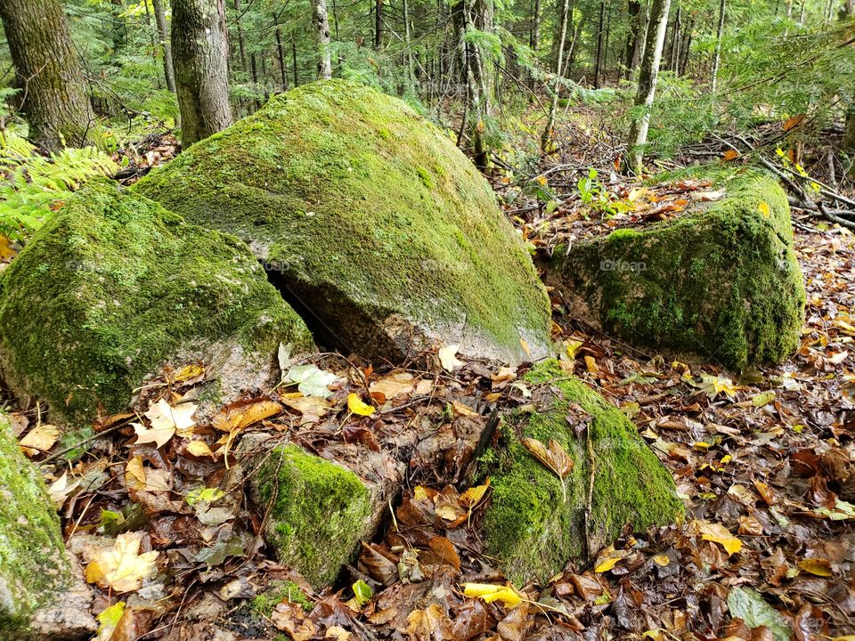 moss covered rocks in the forest on a rainy day