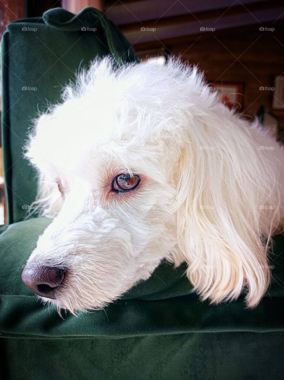 white dog on green sofa
