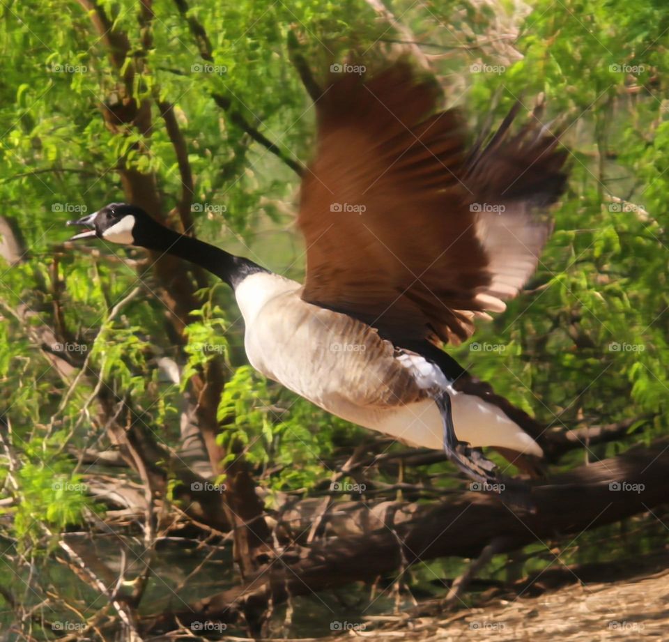 Canadian Goose Taking Flight