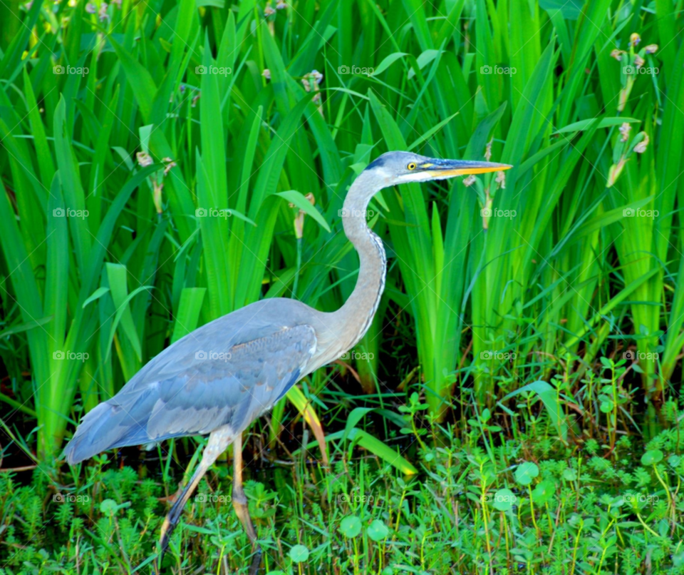 heron great blue heron heron in tall grass bird in grass by lightanddrawing