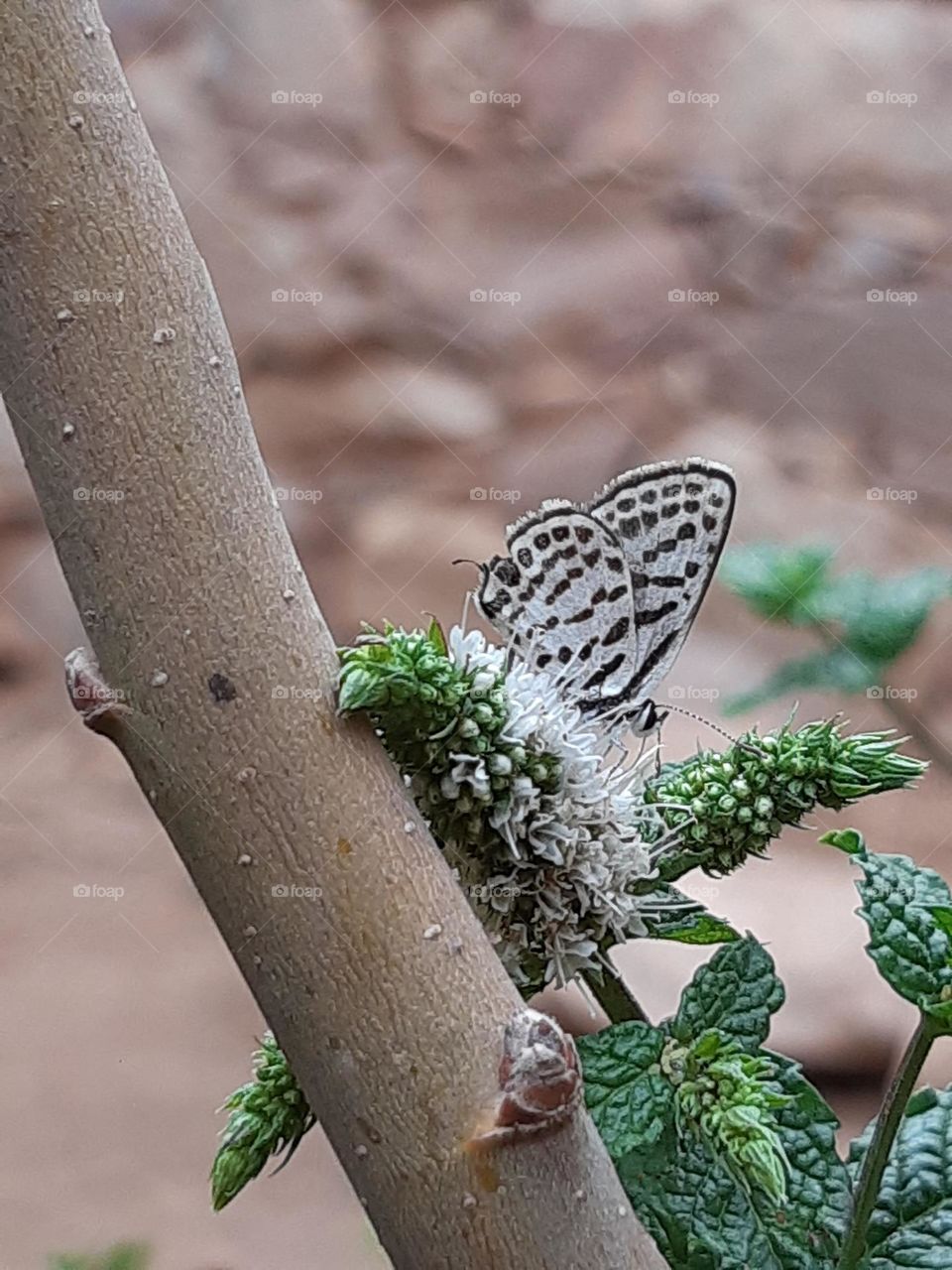 Butterfly in action