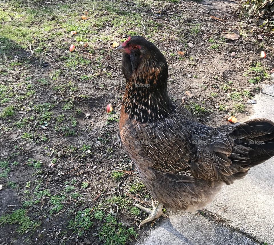 My favorite - Hannah Banana, she loves bananas