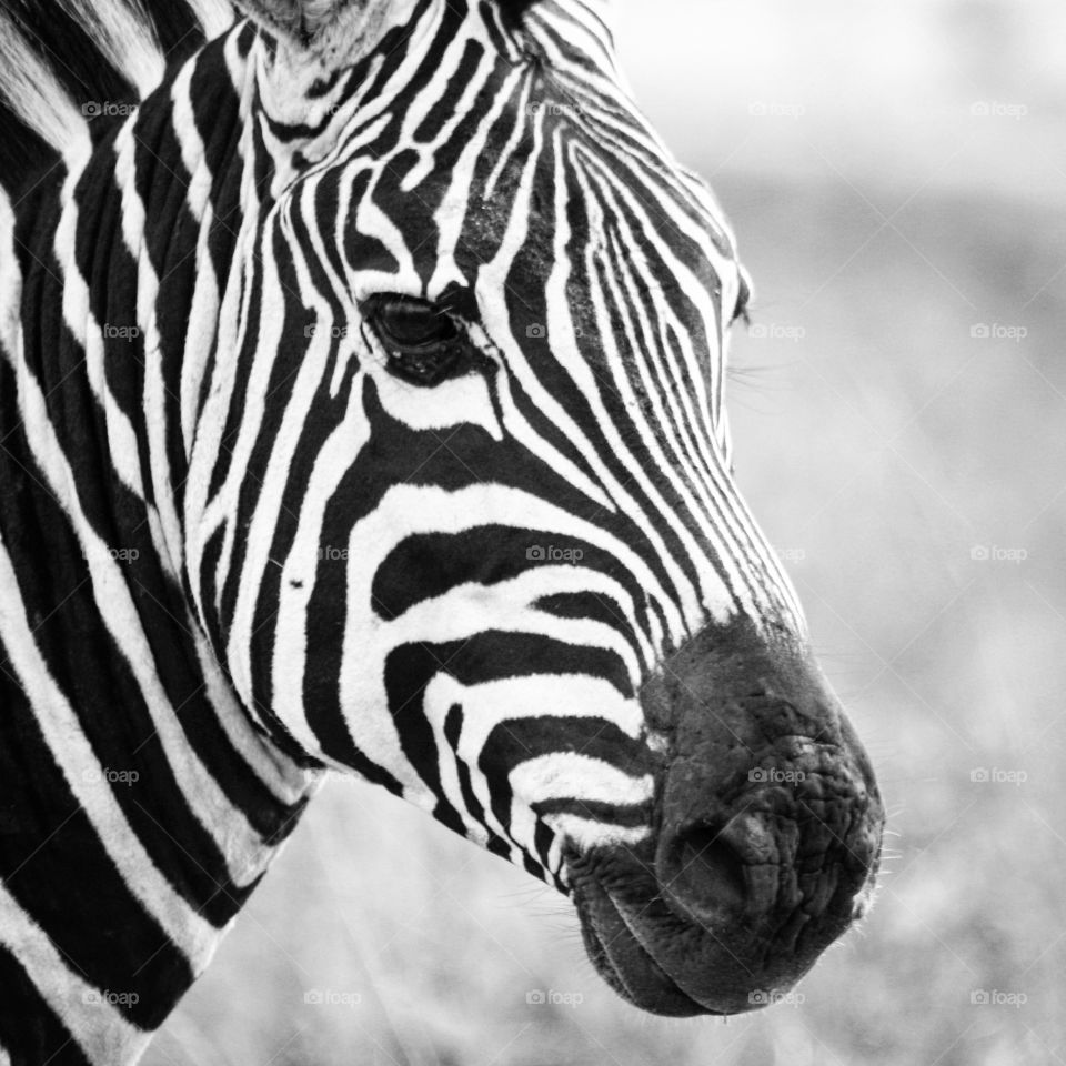 zebra