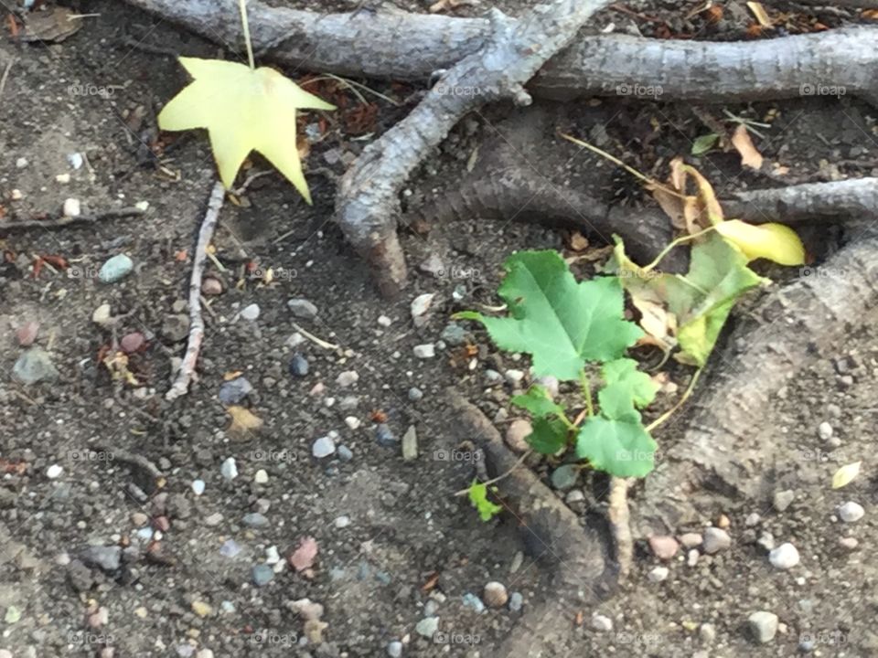 A composition of a few autumn leaves and some green growth at the base of a tree’s root.
