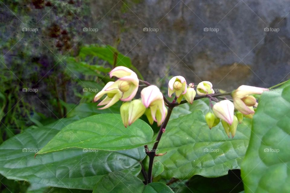 Colored flower bud on the park