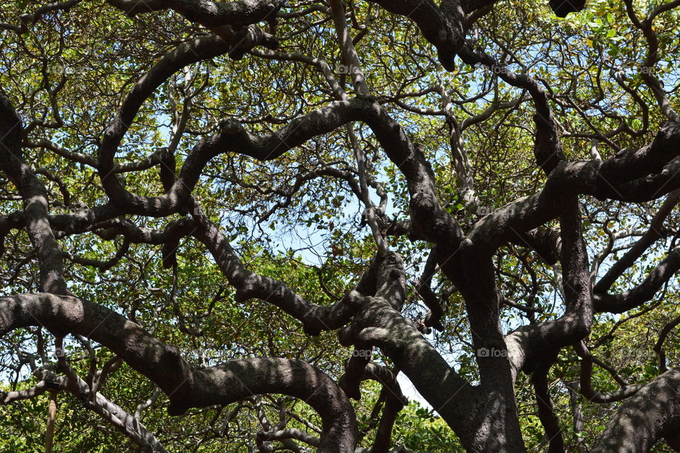 The world's biggest cashew tree