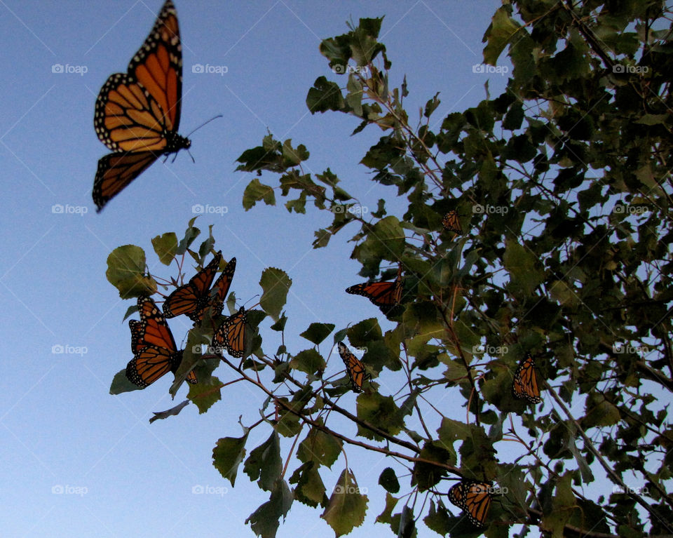 butterfly autumn butterflies journey by miowan