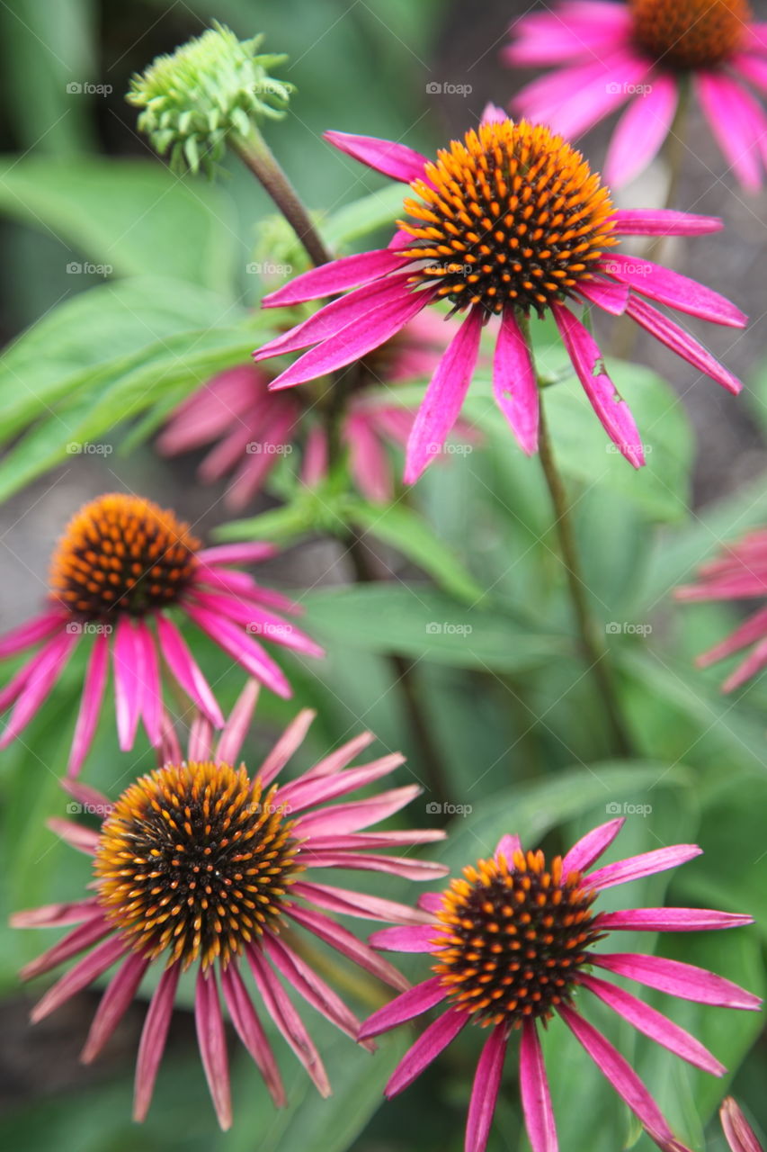 Coneflowers