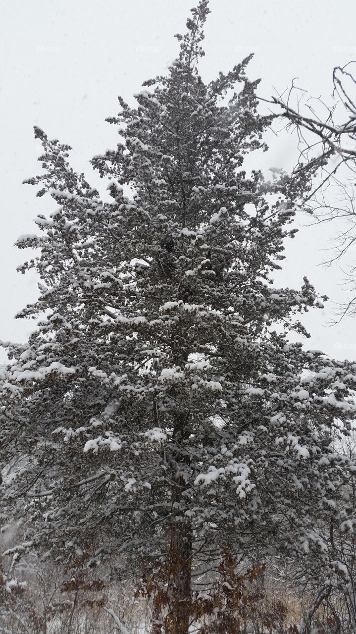 pine tree with inches of snow on it