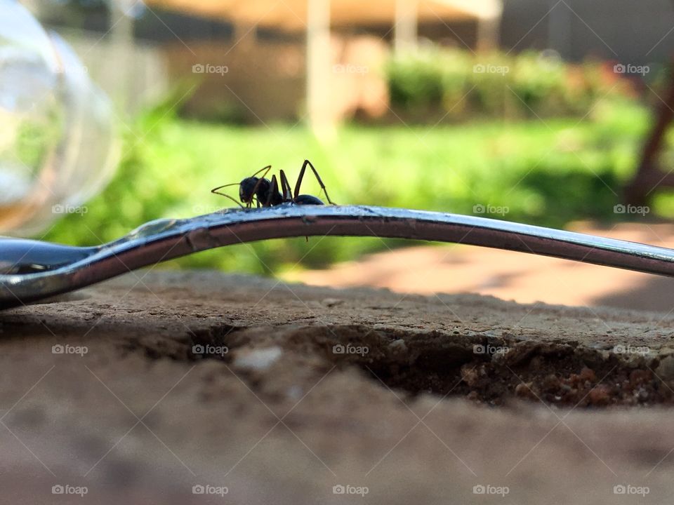 Australian worker ant crawling along handle of silver spoon