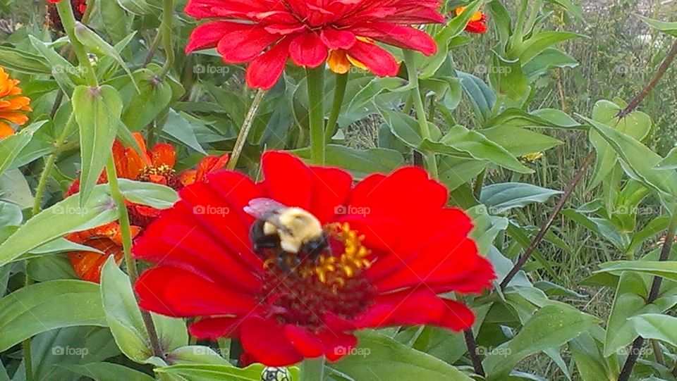 Beautiful Bee