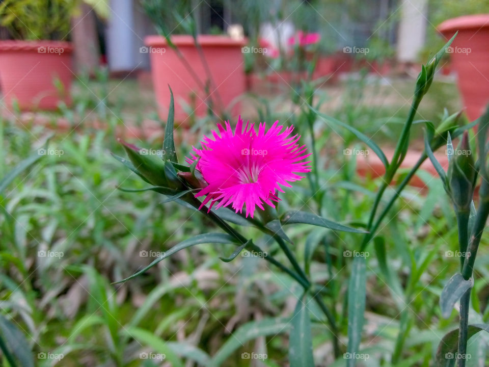 Beautiful flower in the library Chandigarh