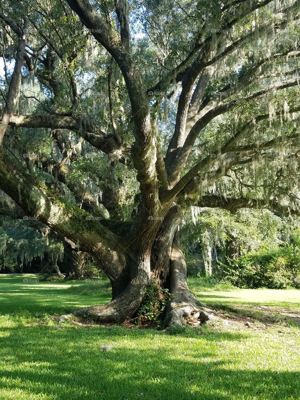 Twisted Tree