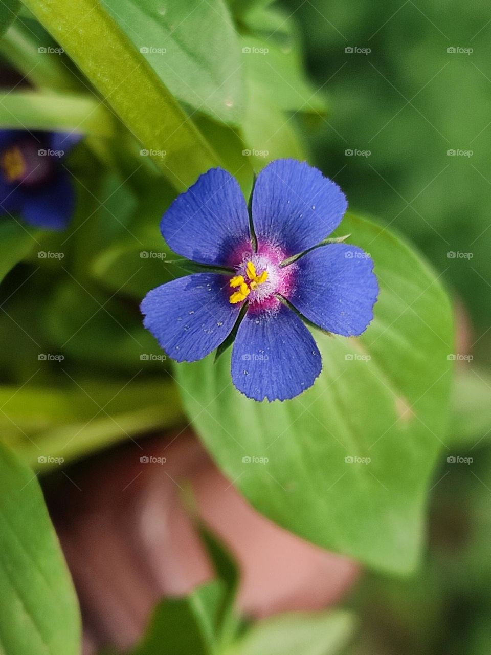 beautiful blue🔵 macro flower.