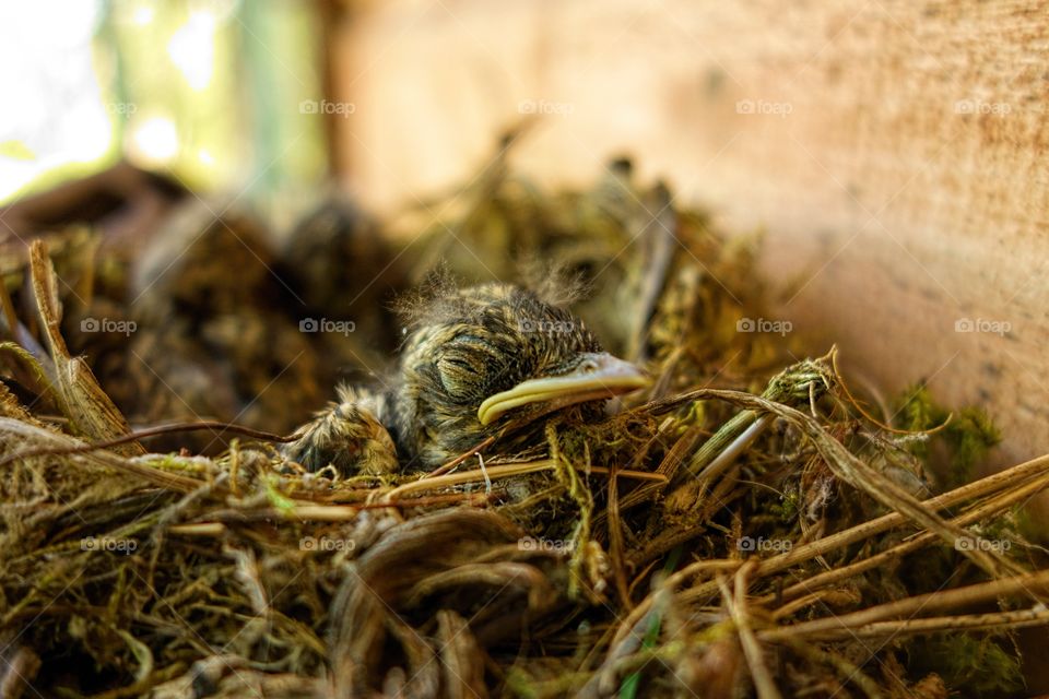 The spotted flycatcher's nest. 
Baby chicks of spotted flycatcher in their nest by the summer cottage wall in Nokia, Finland.