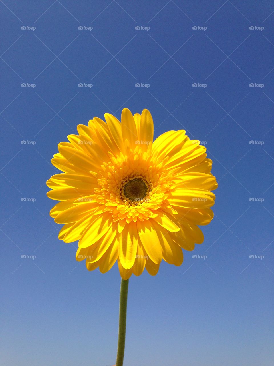 Single sunflower vertical . Yellow flower against blue sky 