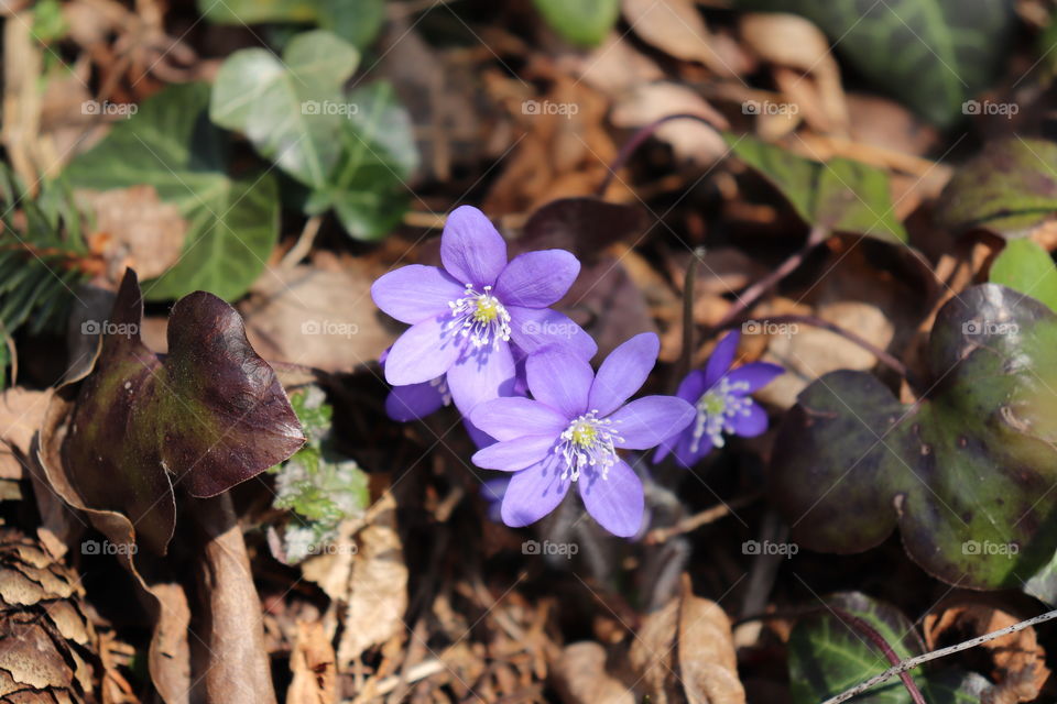 Violet spring flower (hepatica nobilis)