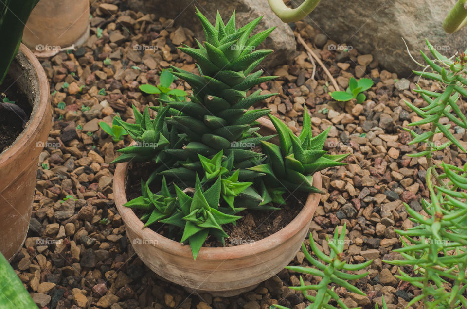 Succulent in the pot 