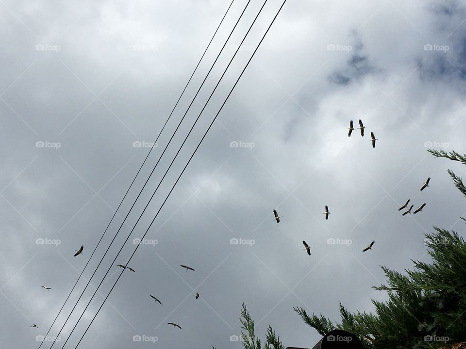 Flight of storks 