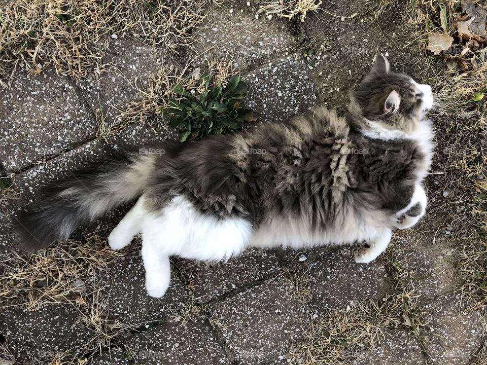 Rolling in dirt kitty