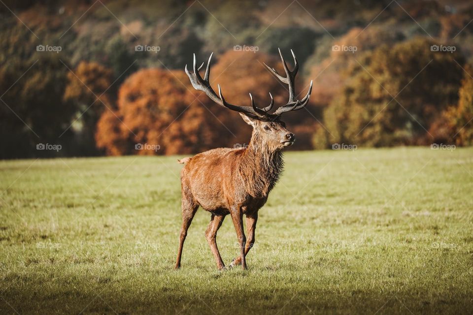 Beautiful brown colour deer