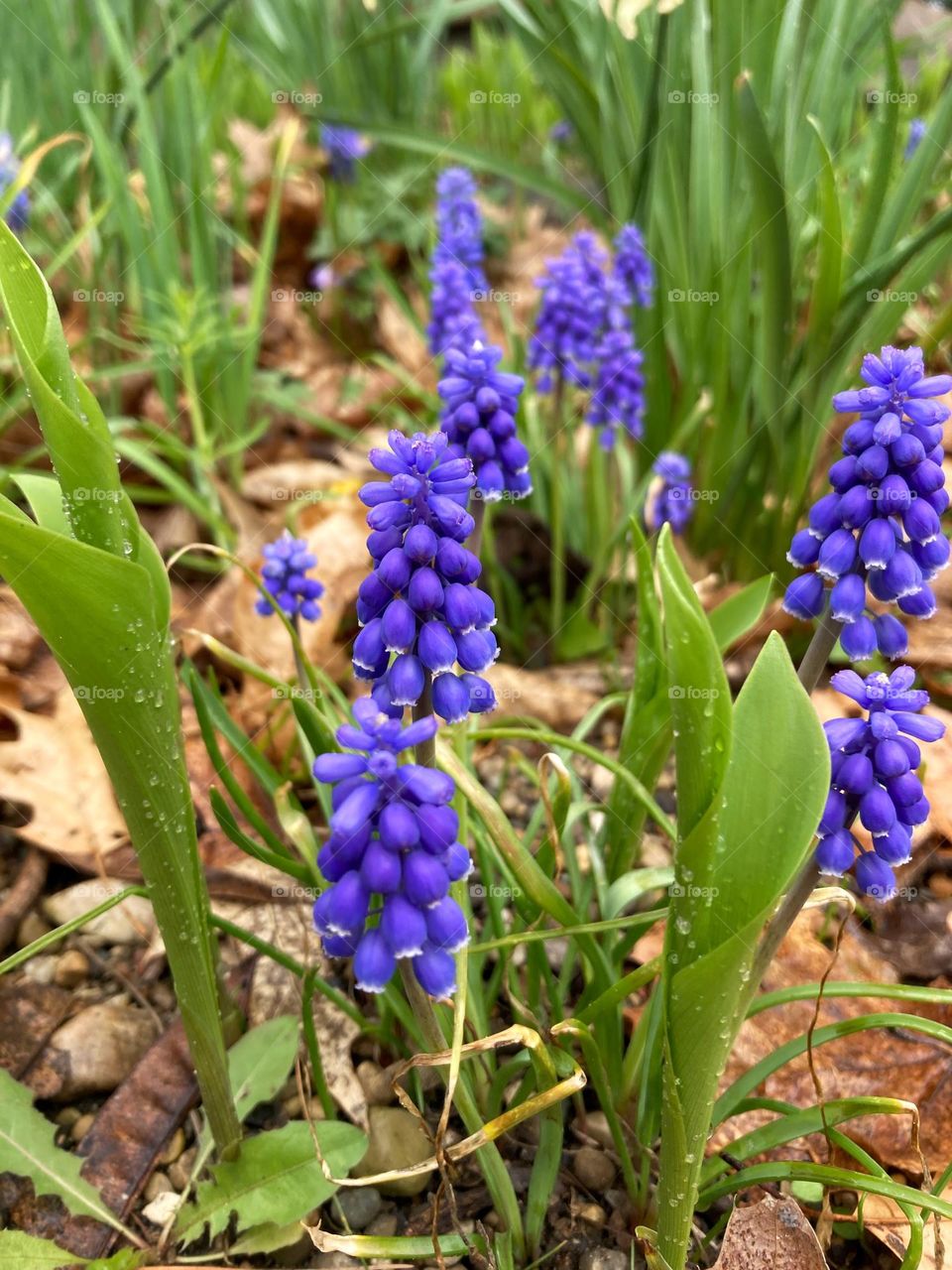 Purple flowers with green leaves and water droplets on a spring day 