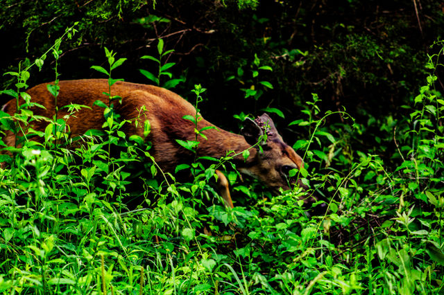 deer roaming forest