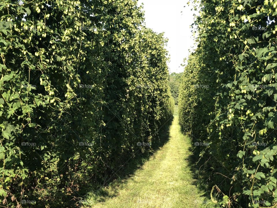 Hops Field Row of Hops Greenery Brewery Photo Beer Hops 