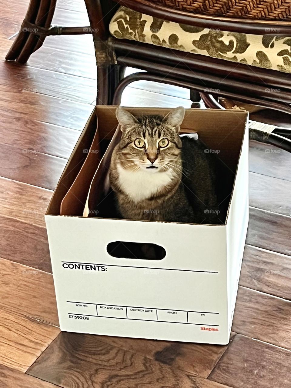 Cat in a Box