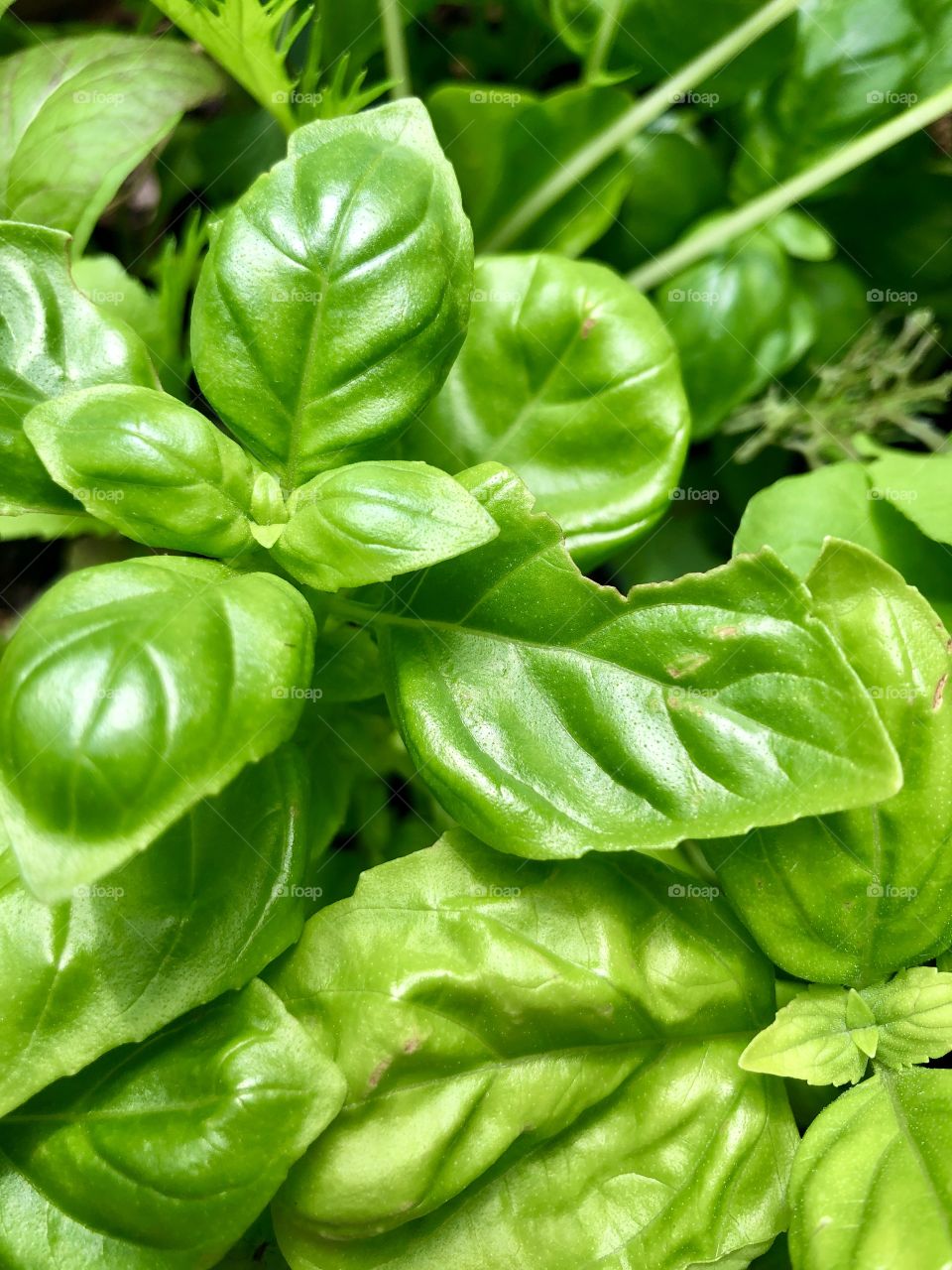 Closeup of fresh growing sweet basil 