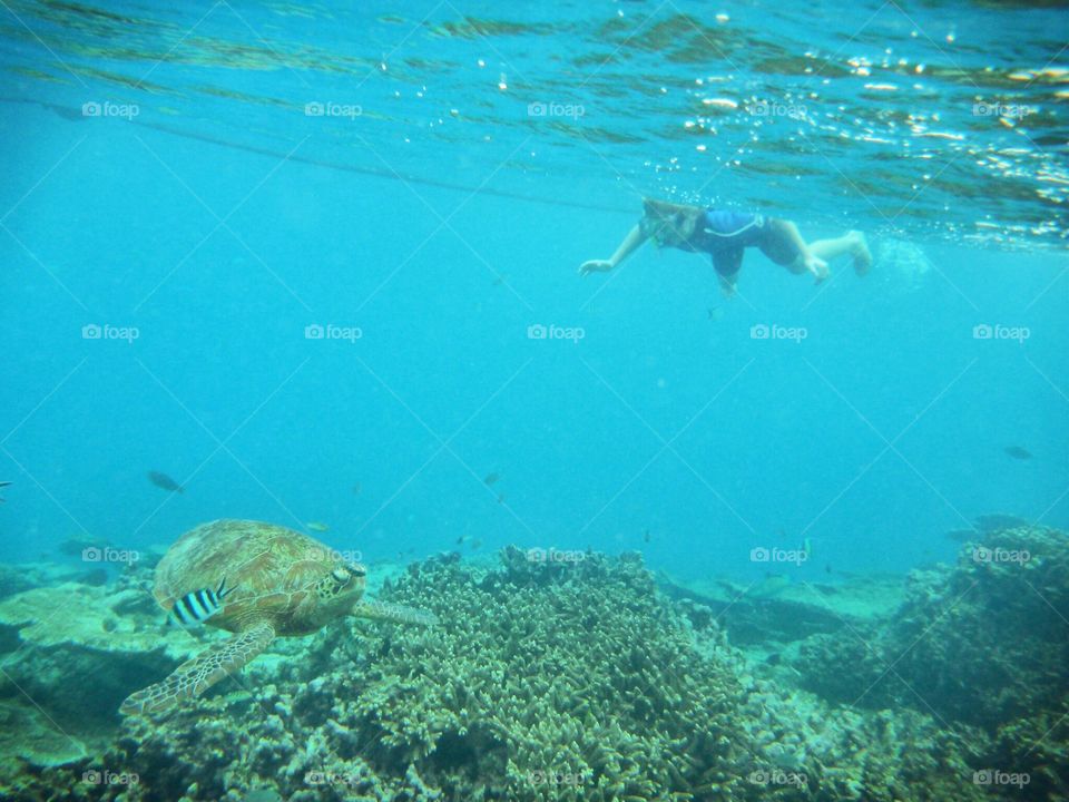 Snorkeling on the Great Barrier Reef Australia