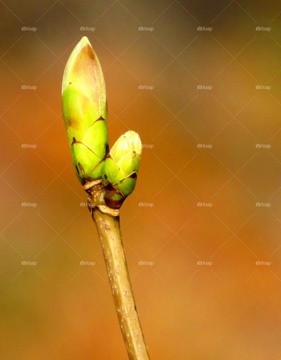 Spring bud